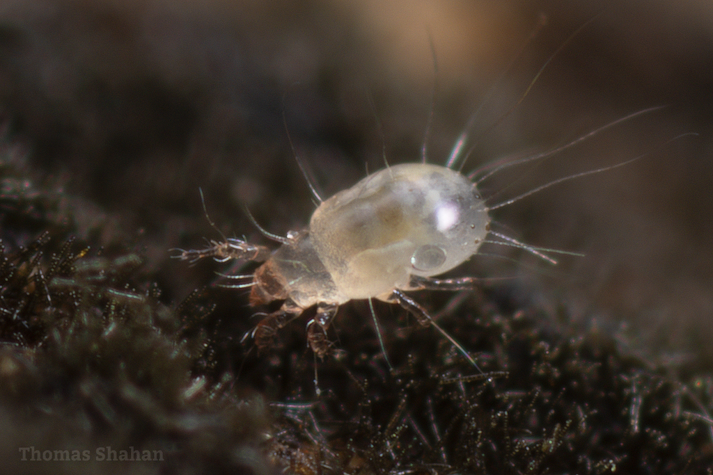 Acaridia