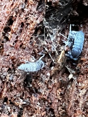 Pogonognathellus dubius