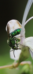 Pseudaugochlora