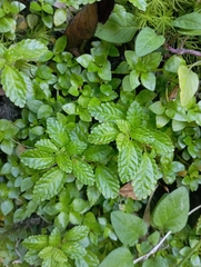 Pilea elliptica