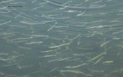 Odontesthes bonariensis