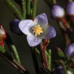 Cyanothamnus ramosus