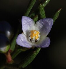 Cyanothamnus ramosus