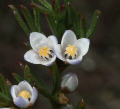 Cyanothamnus ramosus