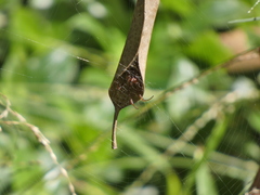 Phonognatha graeffei