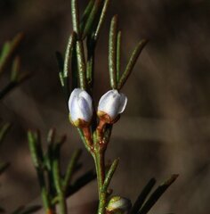 Cyanothamnus ramosus