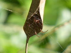 Phonognatha graeffei