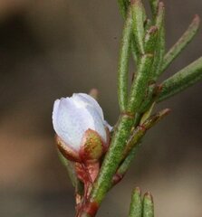 Cyanothamnus ramosus