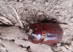 Phyllognathus excavatus