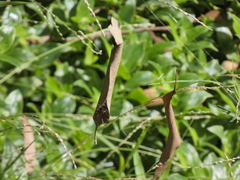 Phonognatha graeffei