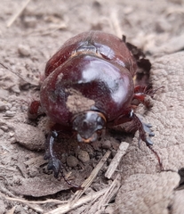 Phyllognathus excavatus