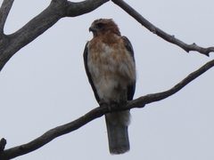 Hieraaetus morphnoides