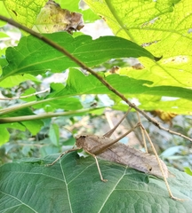 Tettigonioidea