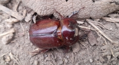 Phyllognathus excavatus
