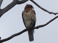 Hieraaetus morphnoides