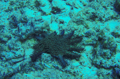 Acanthaster