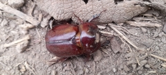 Phyllognathus excavatus