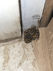 Thoropa miliaris