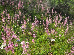 Ixia scillaris scillaris