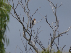 Hieraaetus morphnoides