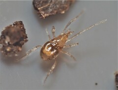 Parasitidae