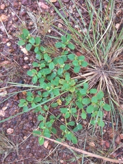 Silver nerve plant (Melliniella)