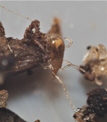 Parasitidae