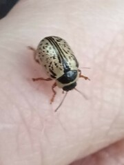 Calligrapha multipunctata