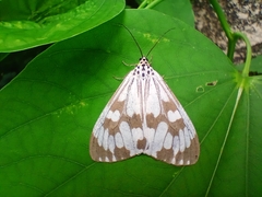 Nyctemera adversata
