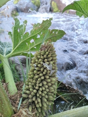 Gunnera tinctoria