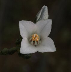 Cyanothamnus coerulescens spinescens