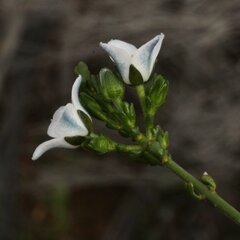 Cyanothamnus coerulescens spinescens