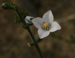 Cyanothamnus coerulescens spinescens