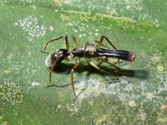 Myrmarachnini