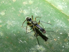 Myrmarachnini