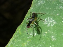 Myrmarachnini