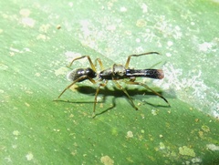 Myrmarachnini
