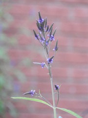 Verbena stricta