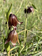 Fritillaria biflora