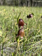 Fritillaria biflora