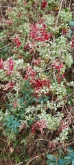 Chenopodium parabolicum