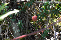 Vaccinium macrocarpon