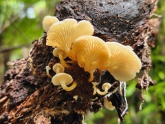 Rhizocybe albida