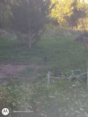 Didelphis albiventris