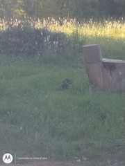 Didelphis albiventris