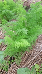 Daucus carota sativus