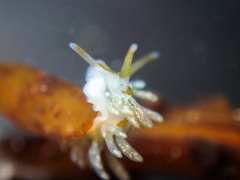 Eubranchus
