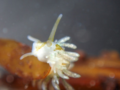 Eubranchus