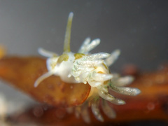 Eubranchus