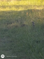 Didelphis albiventris